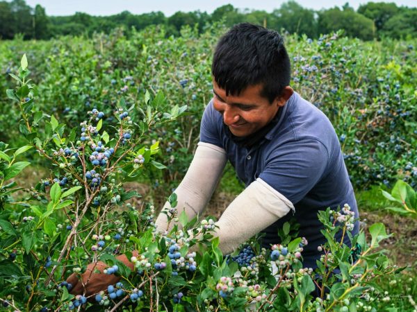 farmer in field
